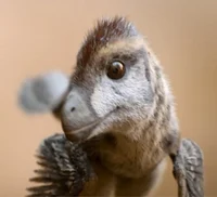 Baby Velociraptor