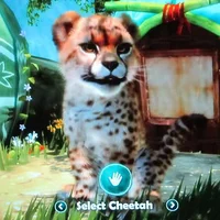 Cheetah Cub