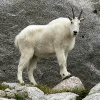 Wise mountain goat