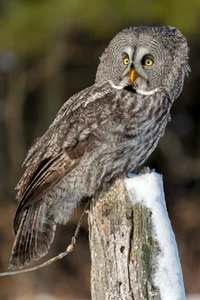 Great Grey Owl