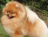 Pomeranian RP