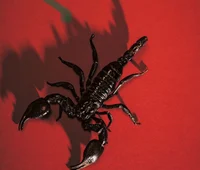 Scorpion Hybrid