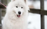 Samoyed