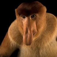 proboscis monkey