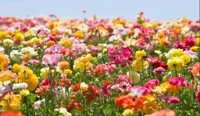 Primavera