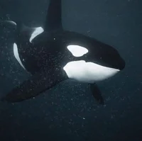 Orca