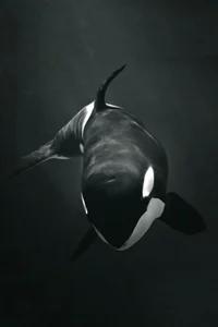 Orca
