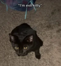 Evil kitty