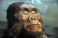 Australopithecus