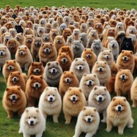 1000 Chow Chows