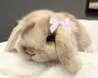 01 Shadowbanned bots