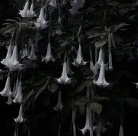 Ancient Valyria Gods