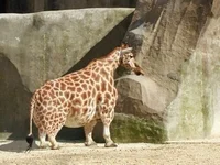 short giraffe