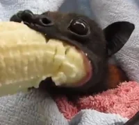 Banana bat