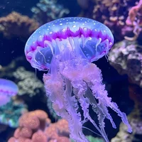 Jellyfish