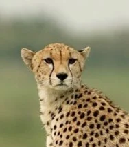 Cheetah