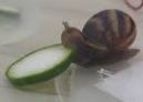 snail