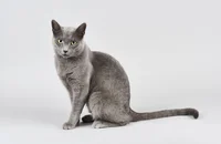 Sal