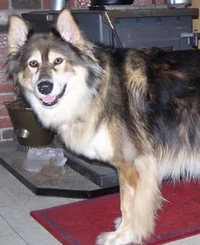 MackenzieRiver Husky