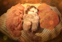 3 little kittens RPG