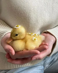 Your little duck