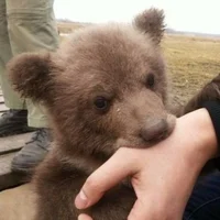 Bear 