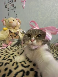 Pick me cat