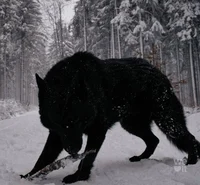 Alpha Wolf