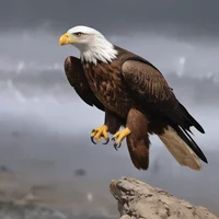 Eagle 
