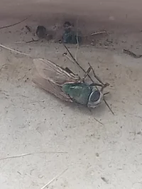 A Dead Fly