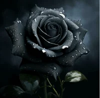 DarkRose