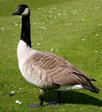 Goose rp
