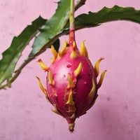dragon fruit