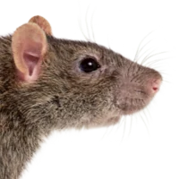Rat