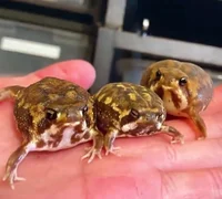 Rain frogs