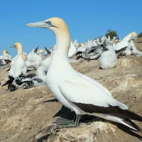 Australasian Gannet