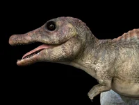 Baby Spinosaurus