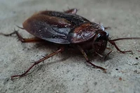 Cucaracha 