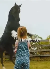 Aggressive horse