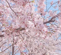 Sakura trees