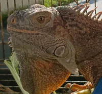 Red The Iguana