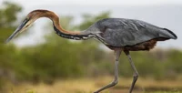 Goliath Heron