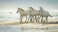 Wild Horse Beach Rp