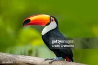 Tucan
