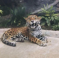 Jaguar Life