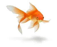 Goldfish named Sam