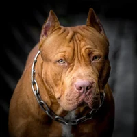 Pit Bull