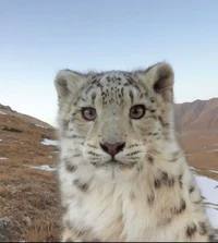 Snow Leopard Life
