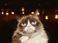Grumpy Cat