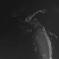 OCEALISE